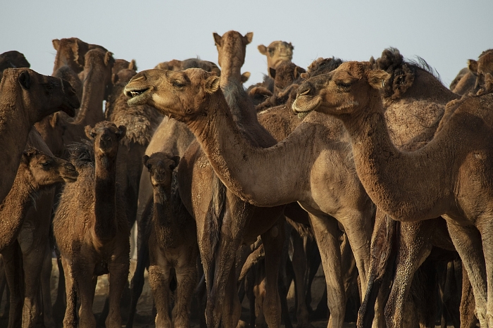 TUN – Was haben Mikronährstoffe mit Kamelen zu tun?