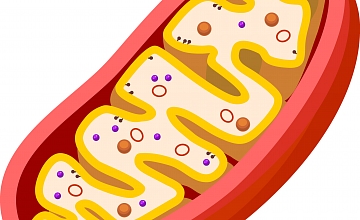 TUN – Mitochondrien: die körpereigenen Energiekraftwerke